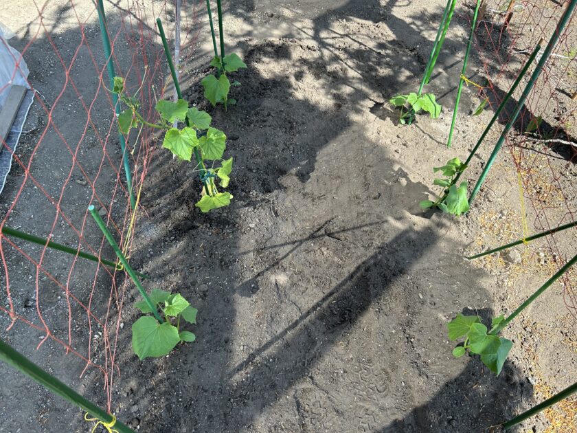 キュウリの定植