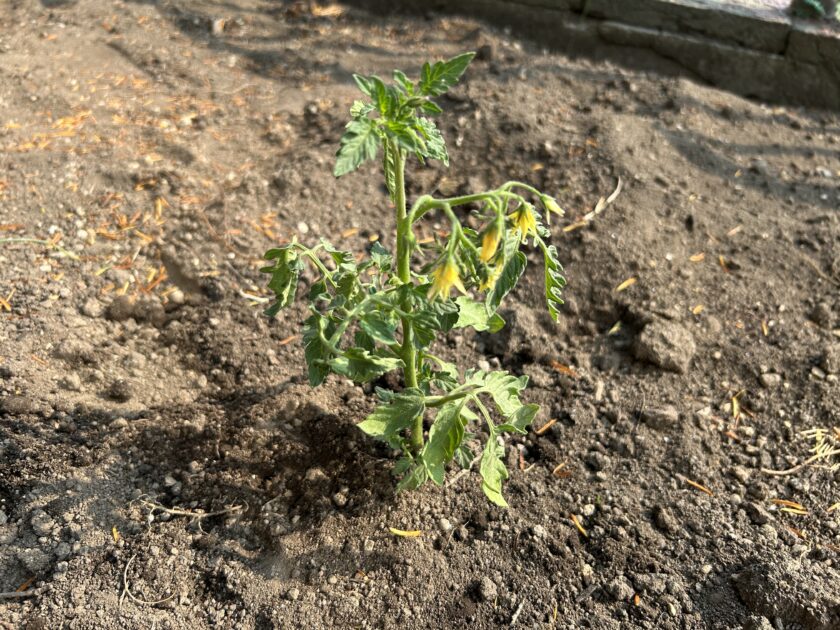 ミニトマト「あますぎちゃん」