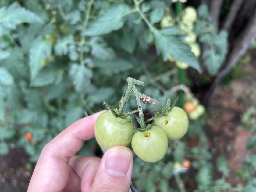 トマトの果実に穴があいた