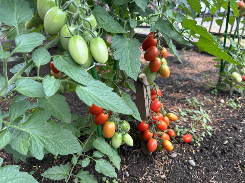 ミニトマトの写真