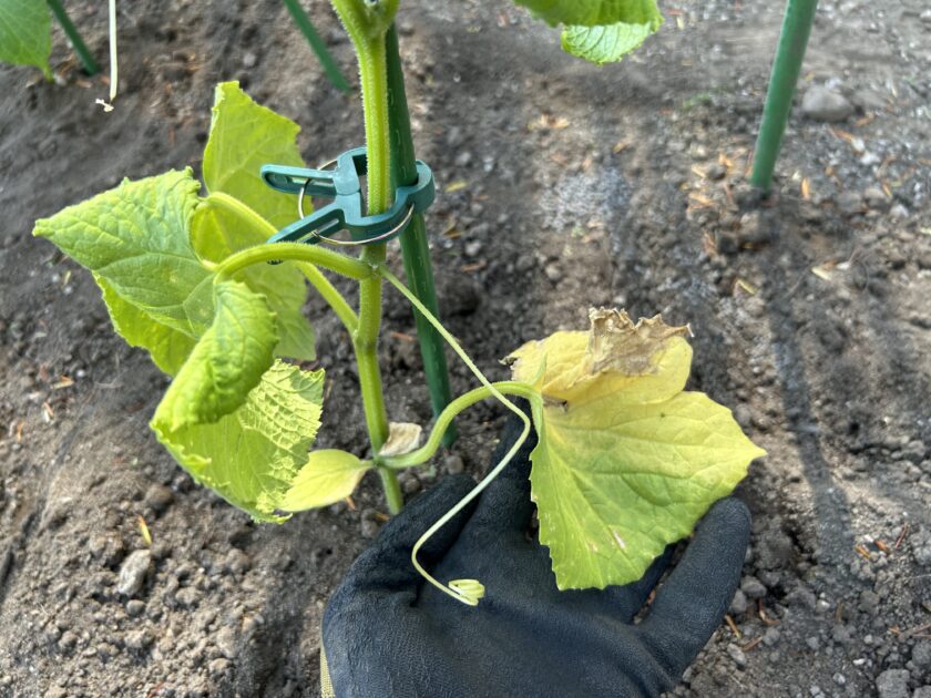 キュウリの葉が黄色くなった