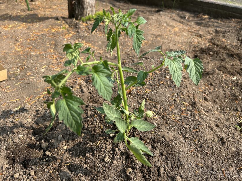 ミニトマト「アイコ」