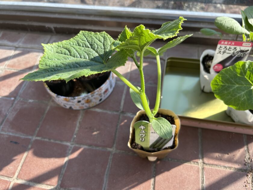 買ってきたキュウリの苗