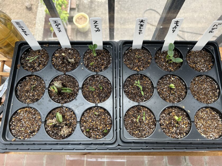 ミニトマトの芽が出た