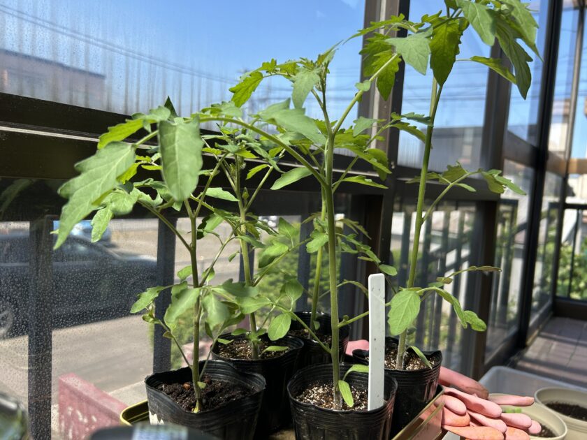 ミニトマト育苗中