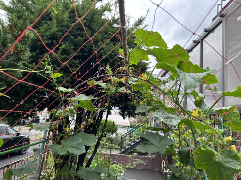 キュウリの花がたくさん咲いた