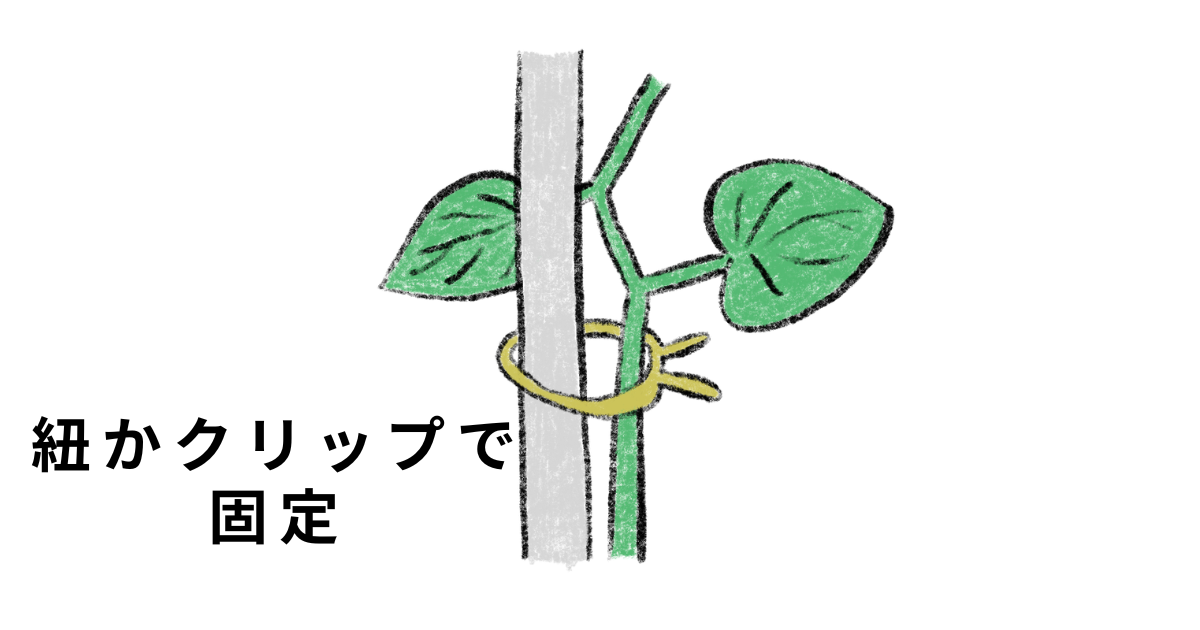 キュウリを支える