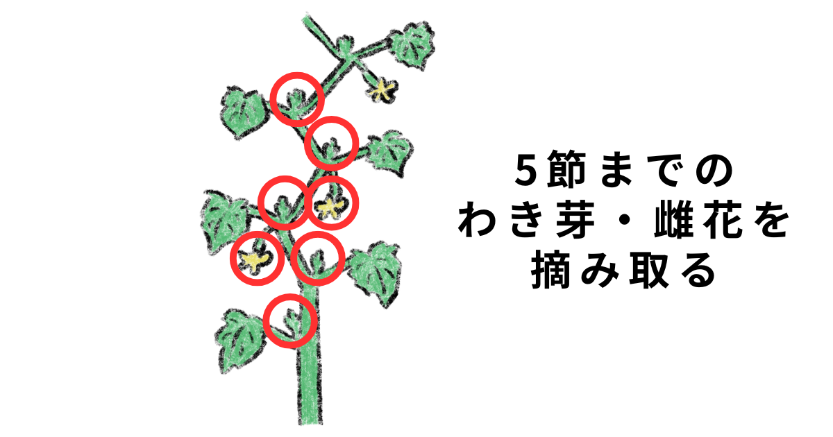 キュウリの脇芽取り