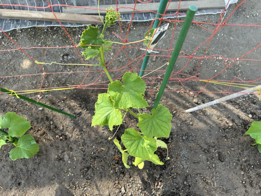 キュウリ裏にネットを設置