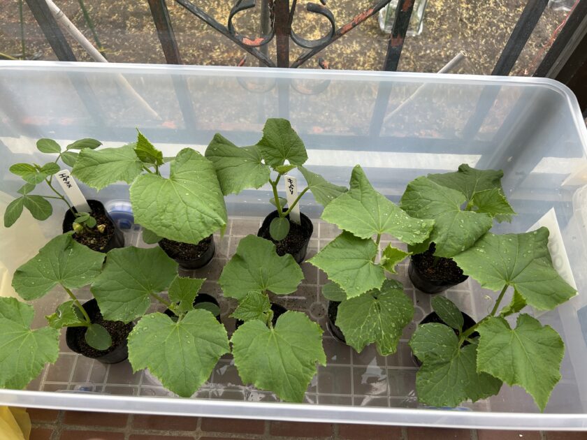 キュウリの育苗