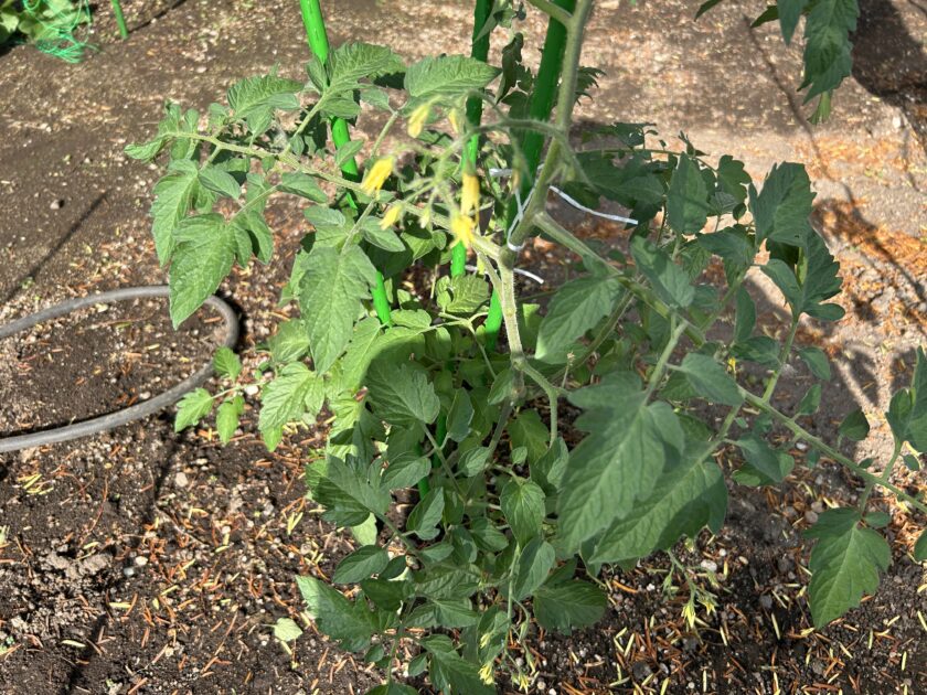 ミニトマト「アイコ」