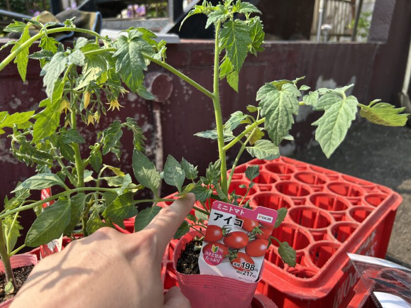 ミニトマト（アイコ）