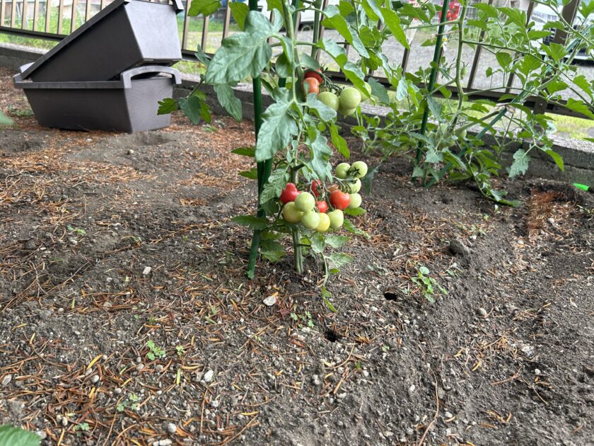 ミニトマト「あますぎちゃん」