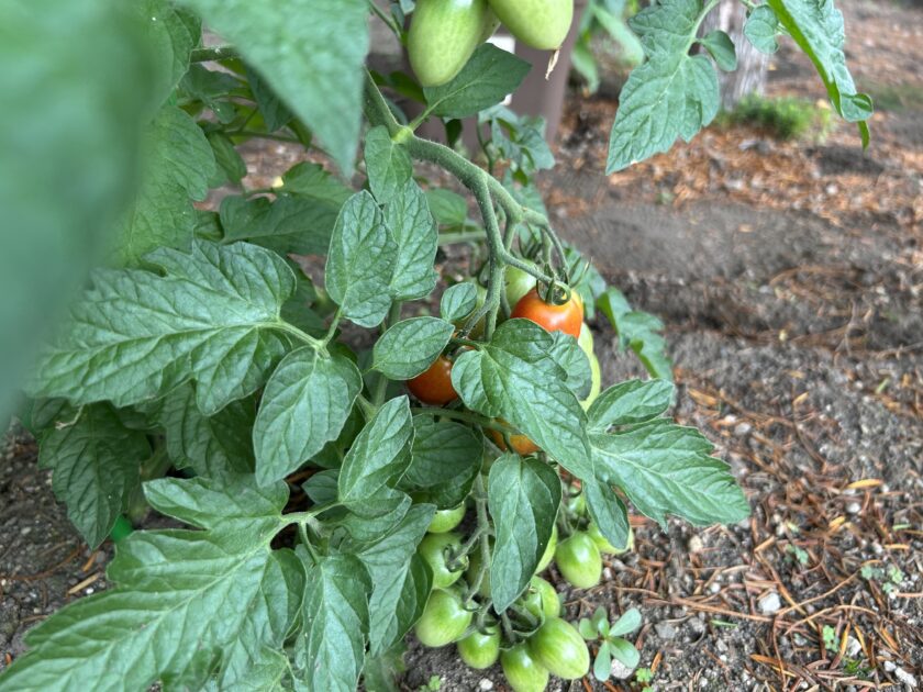 ミニトマト「アイコ」