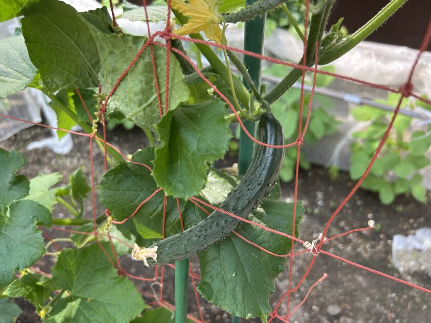 キュウリの実がなる