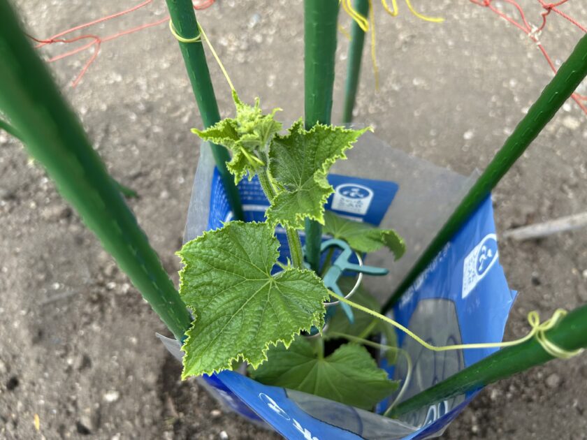 キュウリの定植