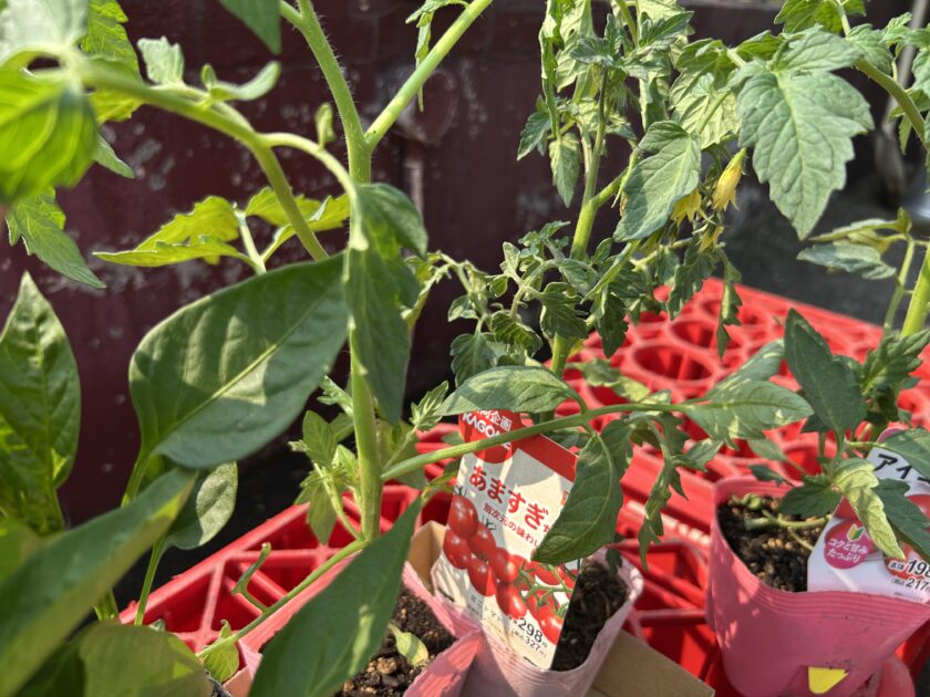 ミニトマト（あますぎちゃん）