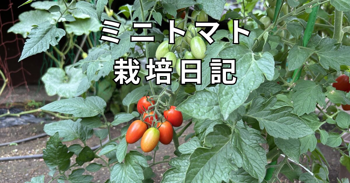 ミニトマト栽培日記　サムネ