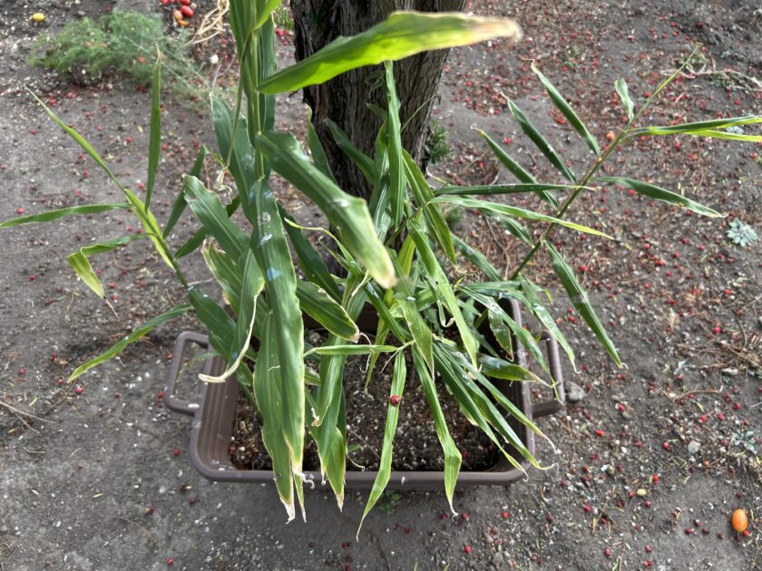 ショウガの様子