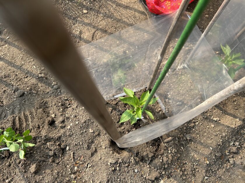シシトウをビニールで囲う