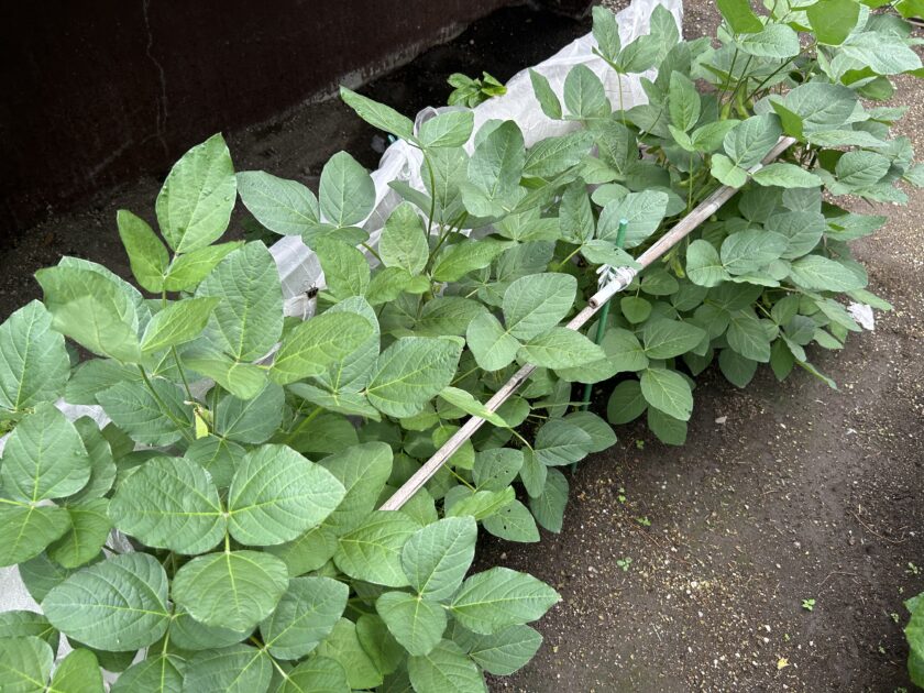 エダマメの基本情報