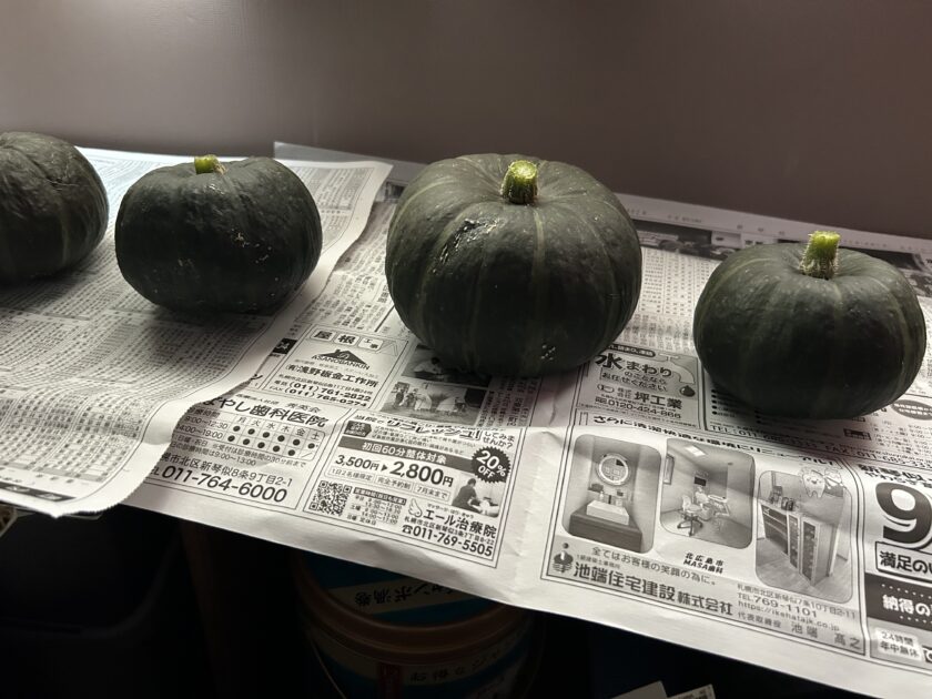カボチャのキュアリング
