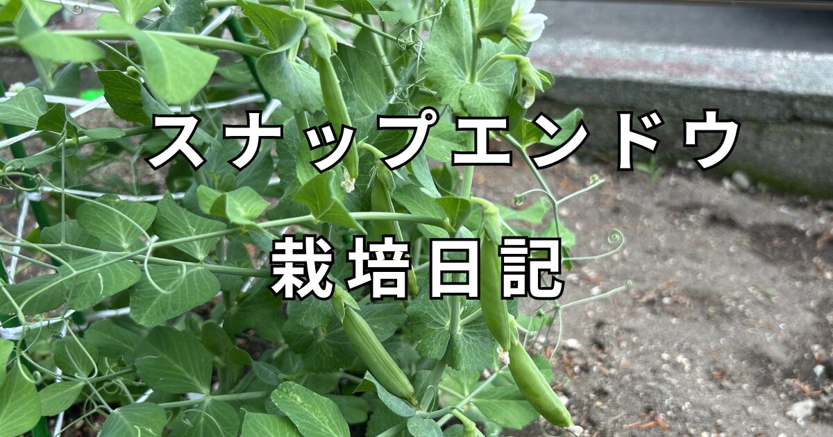 スナップエンドウ栽培日記　サムネイル