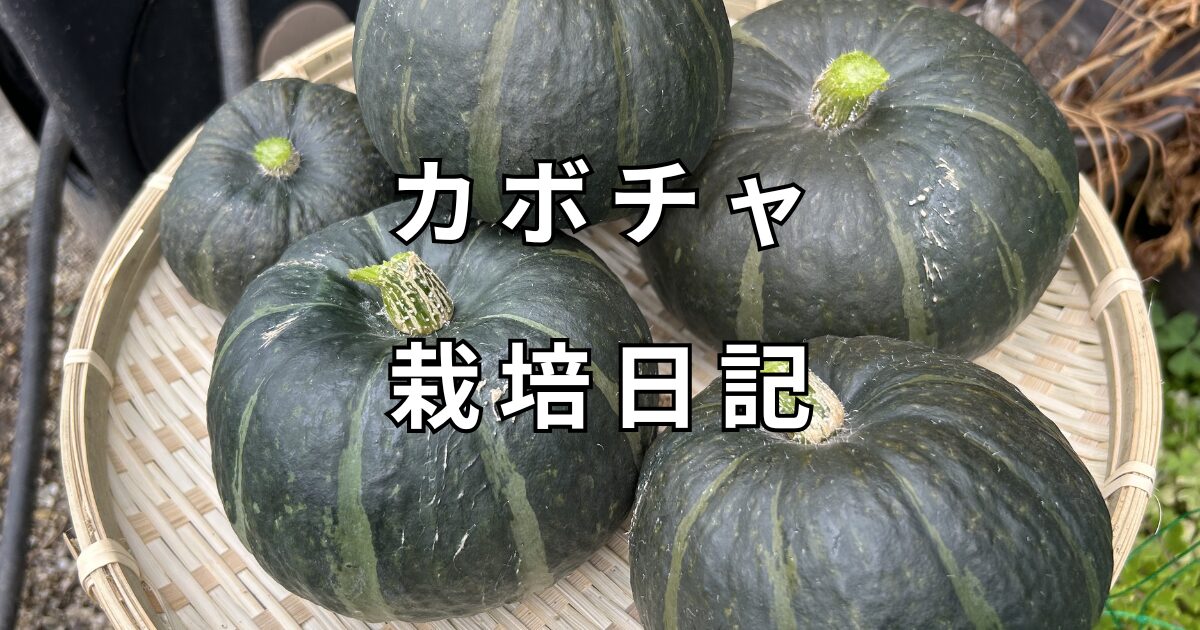 カボチャ栽培　サムネイル