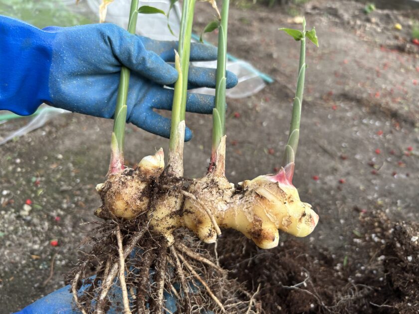 ショウガの収穫