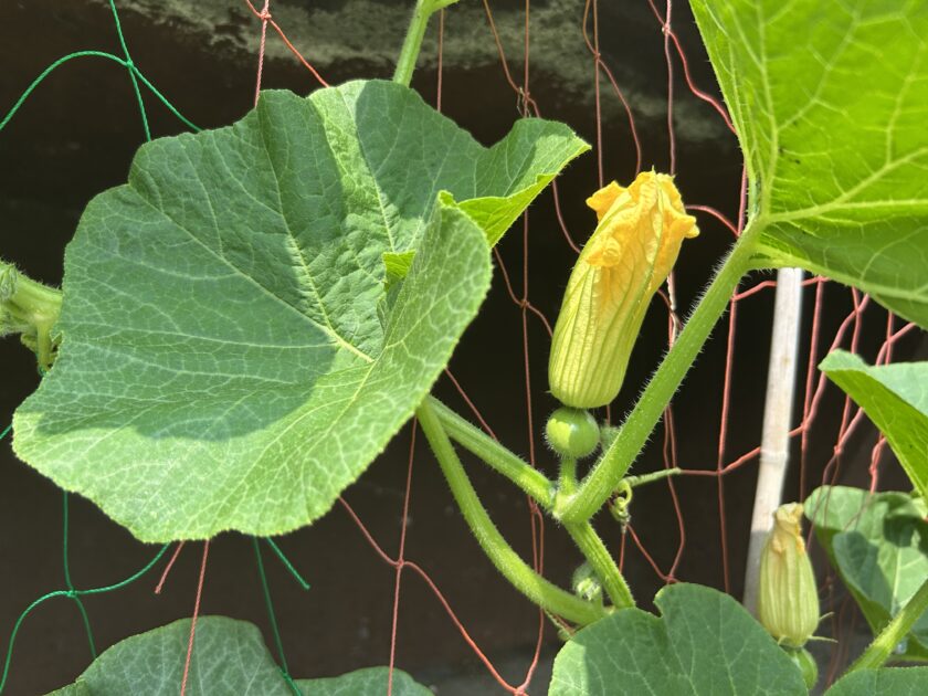 カボチャの雌花