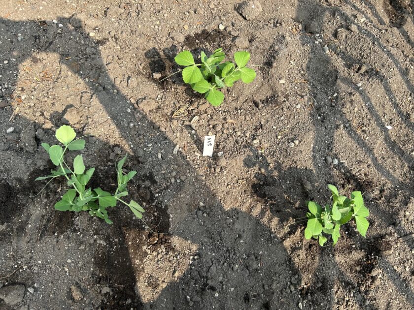 スナップエンドウの定植