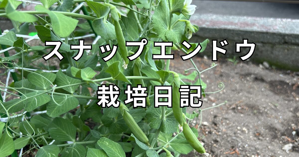 スナップエンドウ栽培日記　サムネイル