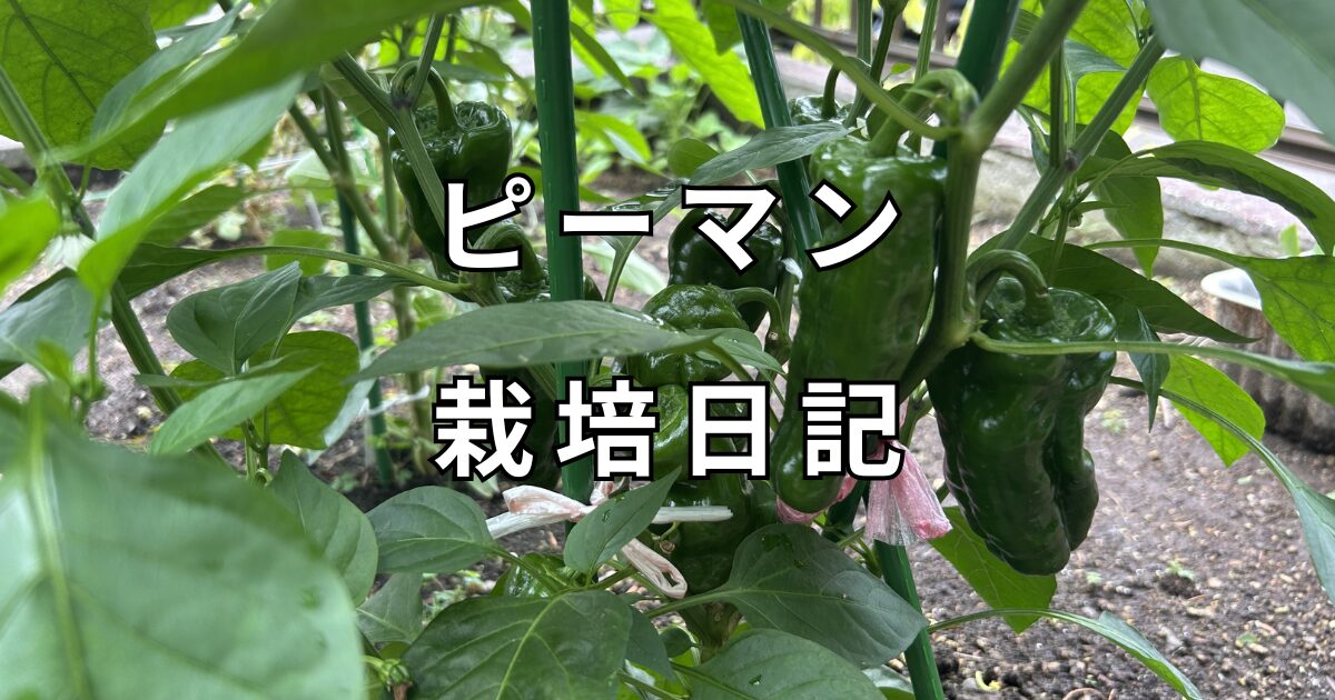 ピーマン栽培日記　サムネイル