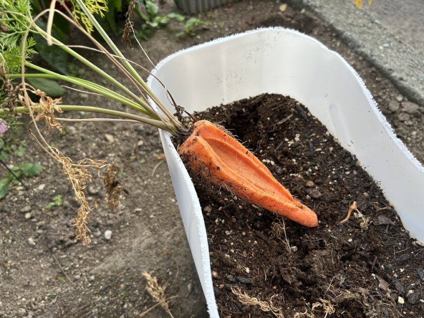 ニンジンの実が裂けた