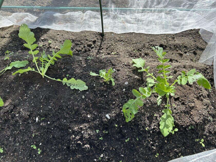 ダイコンの成長