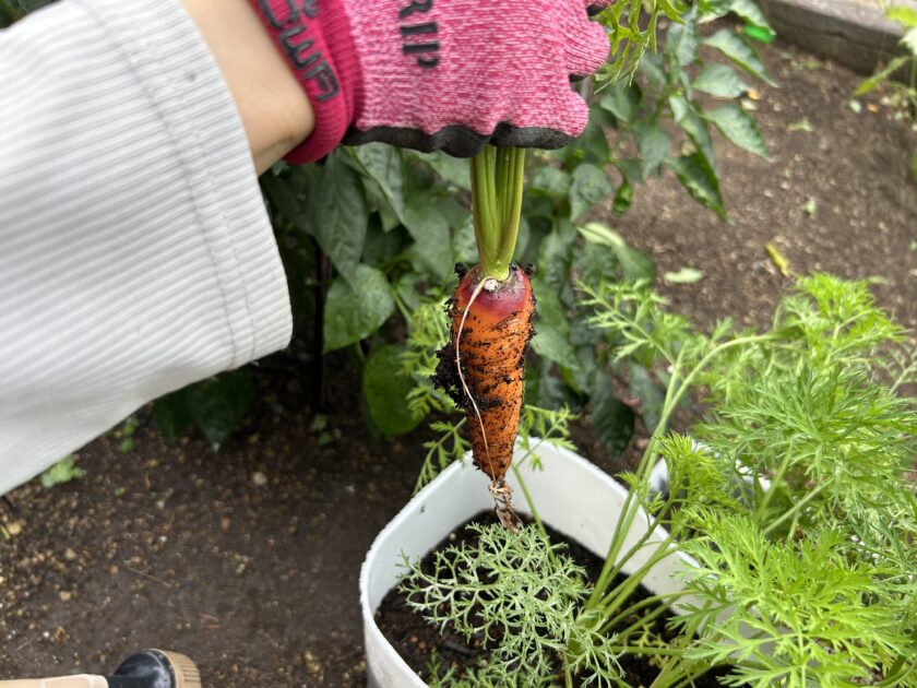 ニンジンの収穫