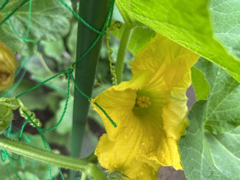 カボチャの雌花