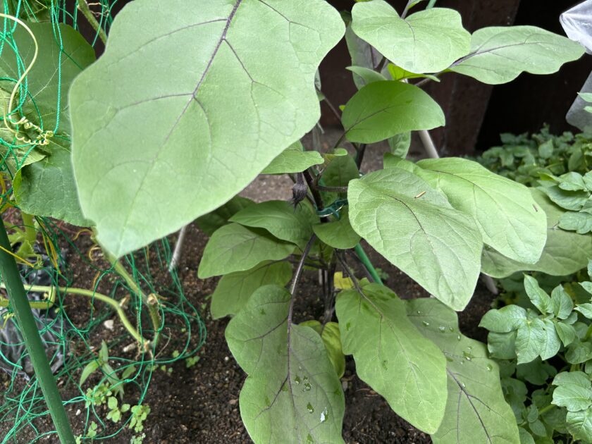 ナスの基本情報