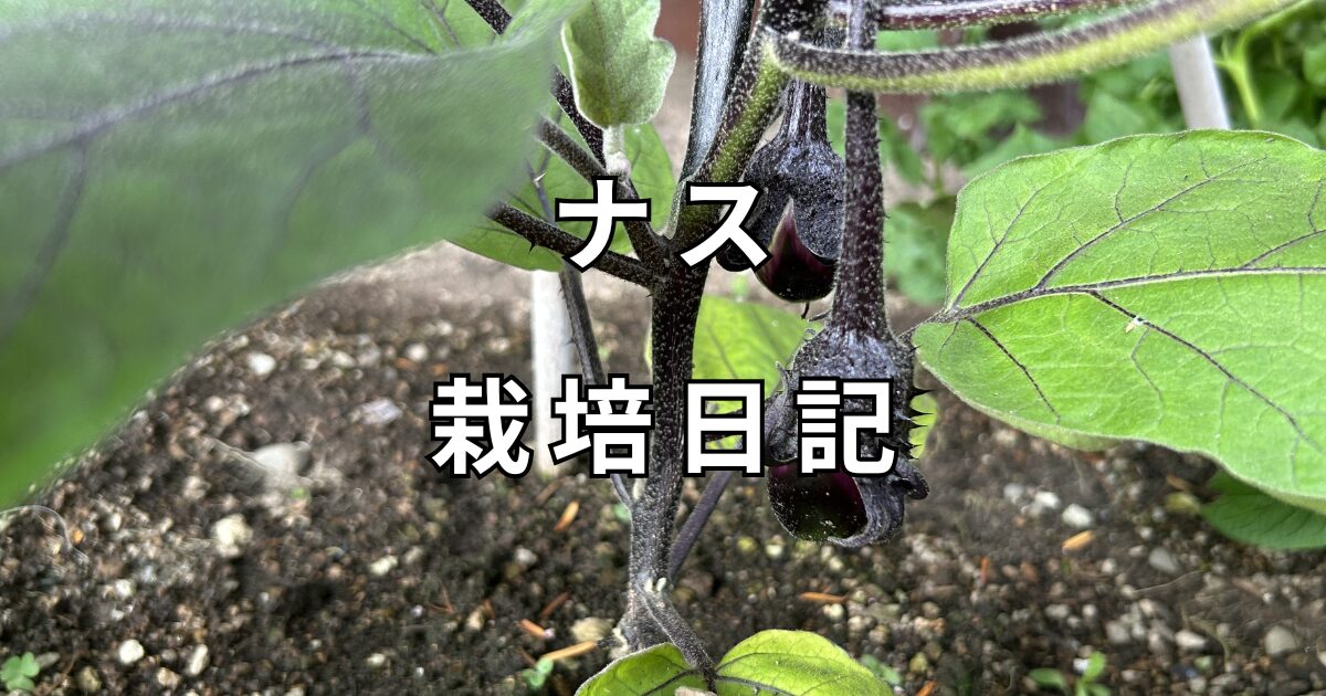 ナスの栽培日記　サムネイル