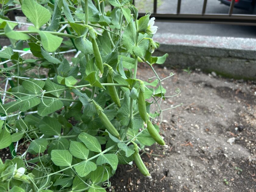 スナップエンドウの収穫