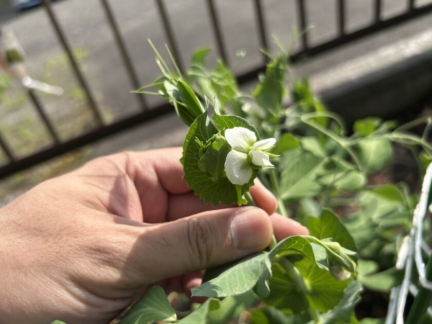スナップエンドウの花
