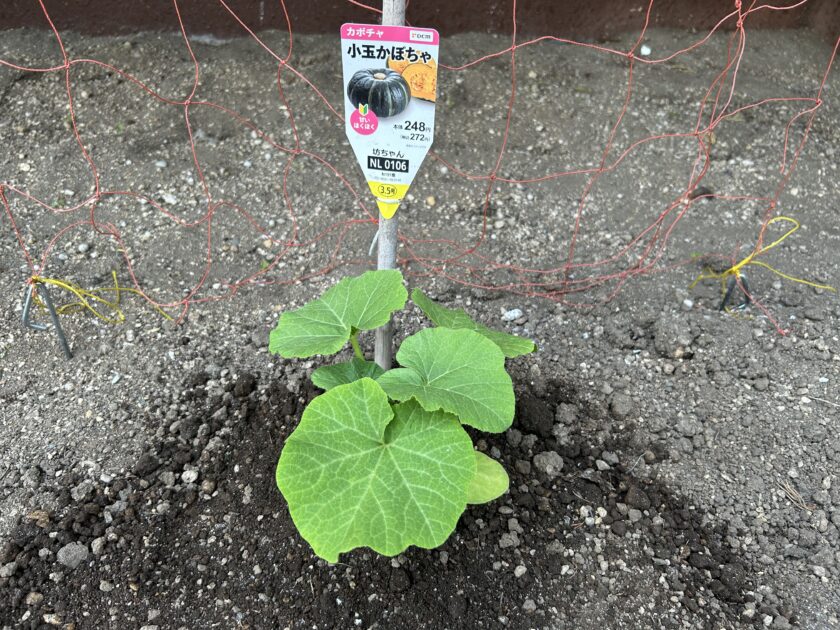 カボチャの定植