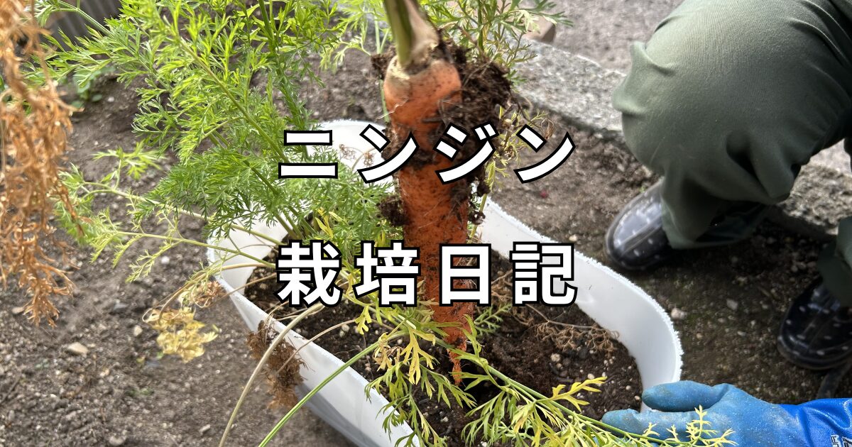 ニンジン栽培日記　サムネイル