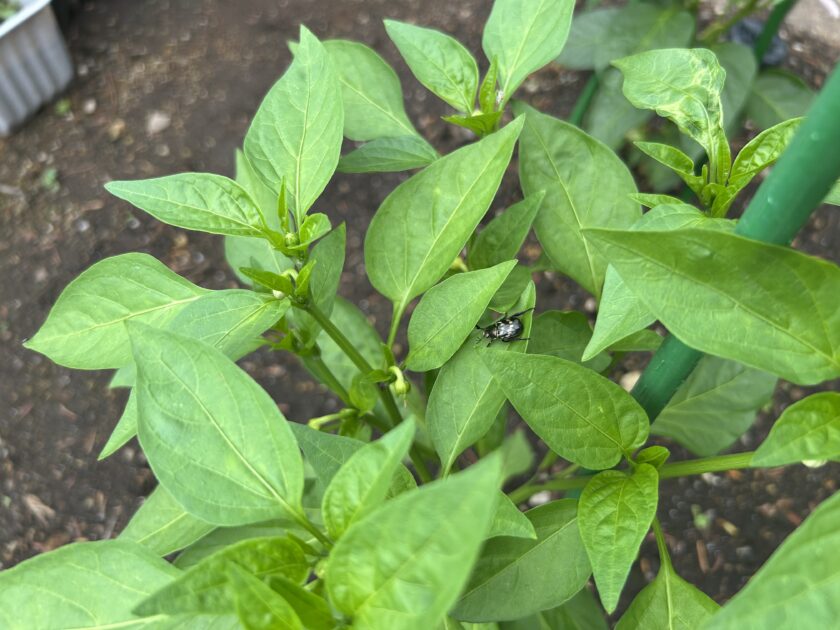 シシトウ たくさん花が咲く