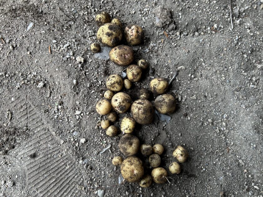 ジャガイモ収穫