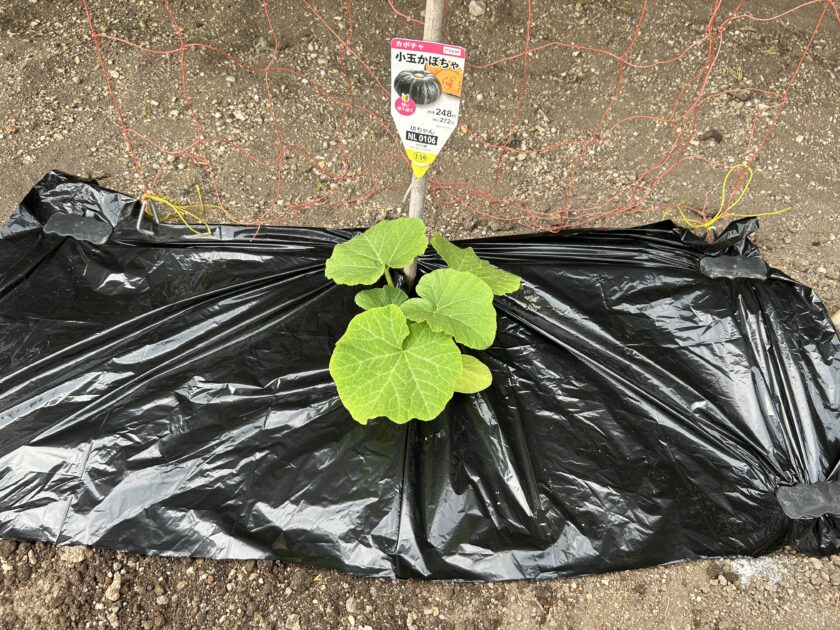 カボチャにマルチシート