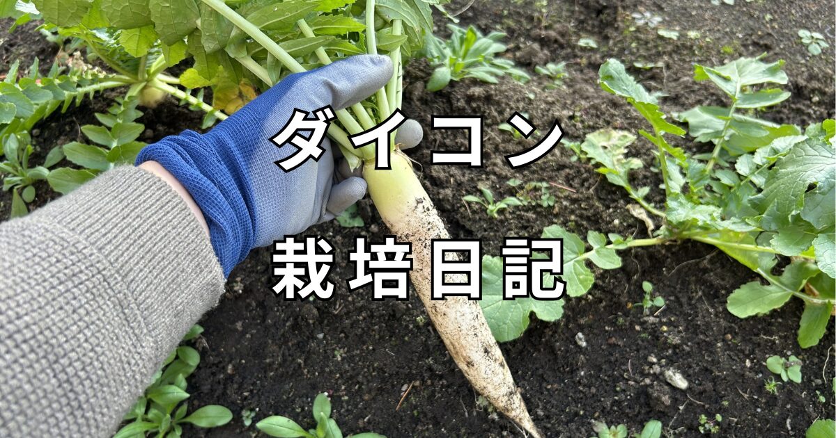ダイコン栽培日記　サムネイル