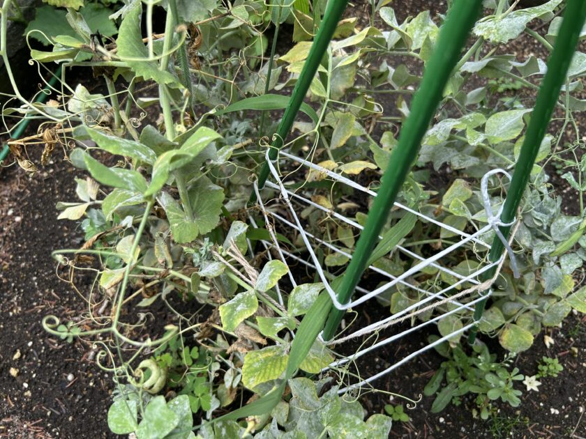 スナップエンドウの病気