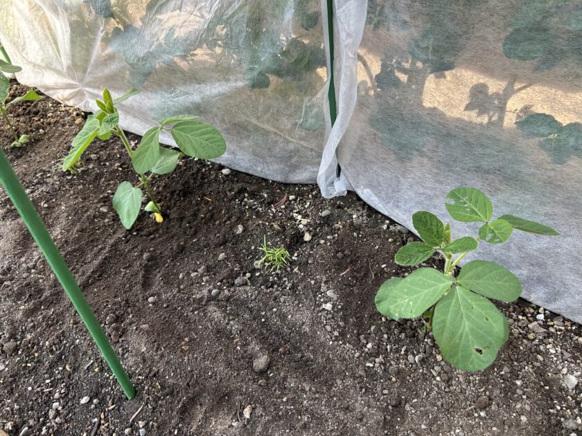 エダマメの成長