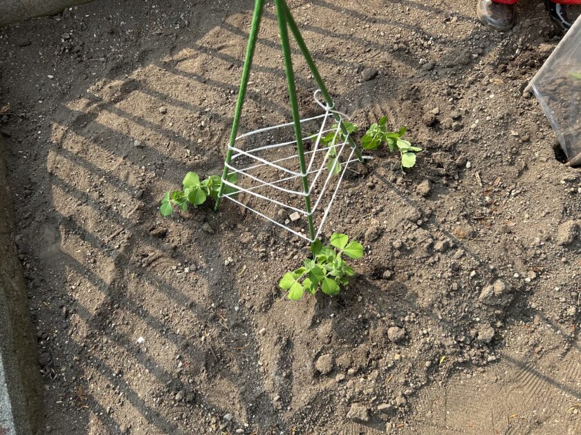 スナップエンドウと支柱